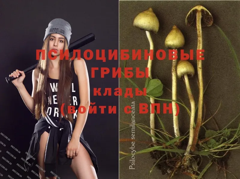 Галлюциногенные грибы Psilocybe  маркетплейс какой сайт  Белая Холуница 